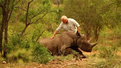 Badak Hitam Di Afrika Barat Resmi Di Nyatakan Punah