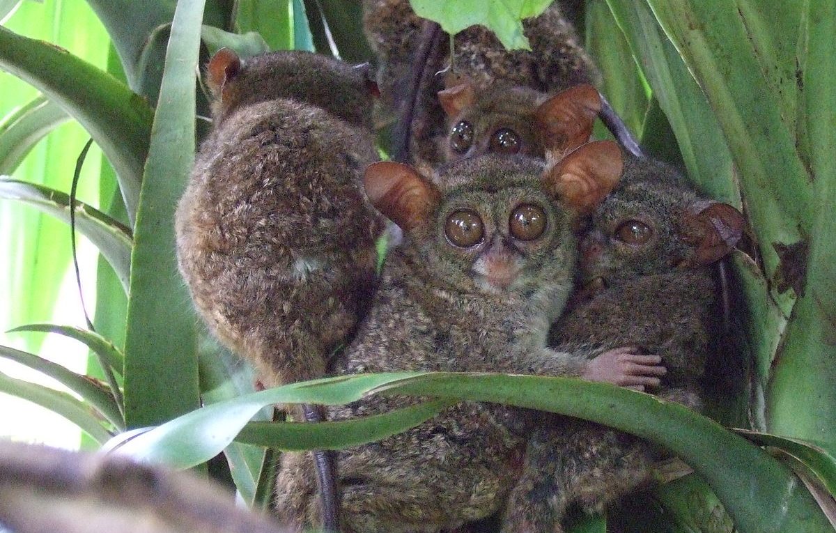 Tarsius Hewan Langka Dilindungi Dan Cara Pelestariannya