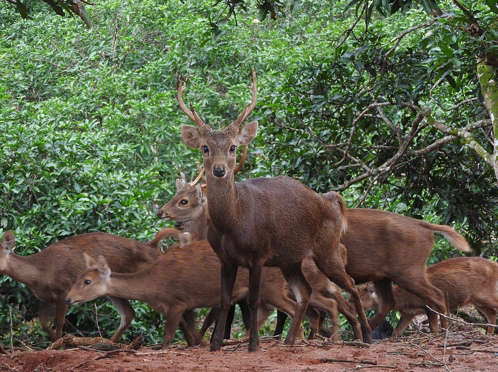 Rusa Baewam Si Gesit, Yang Di Lindungi Pelestarian nya