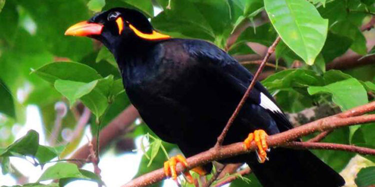 Burung Beo Srilanka