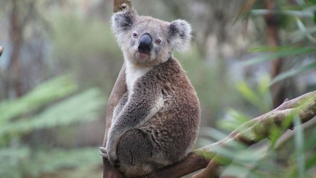 Koala