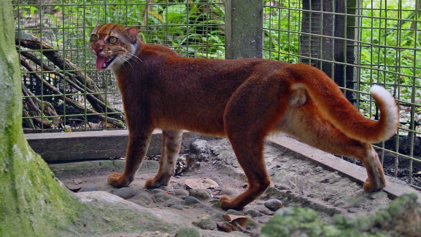 Kucing Merah Kalimantan, Jenis Kucing Paling Misterius Dan Langka