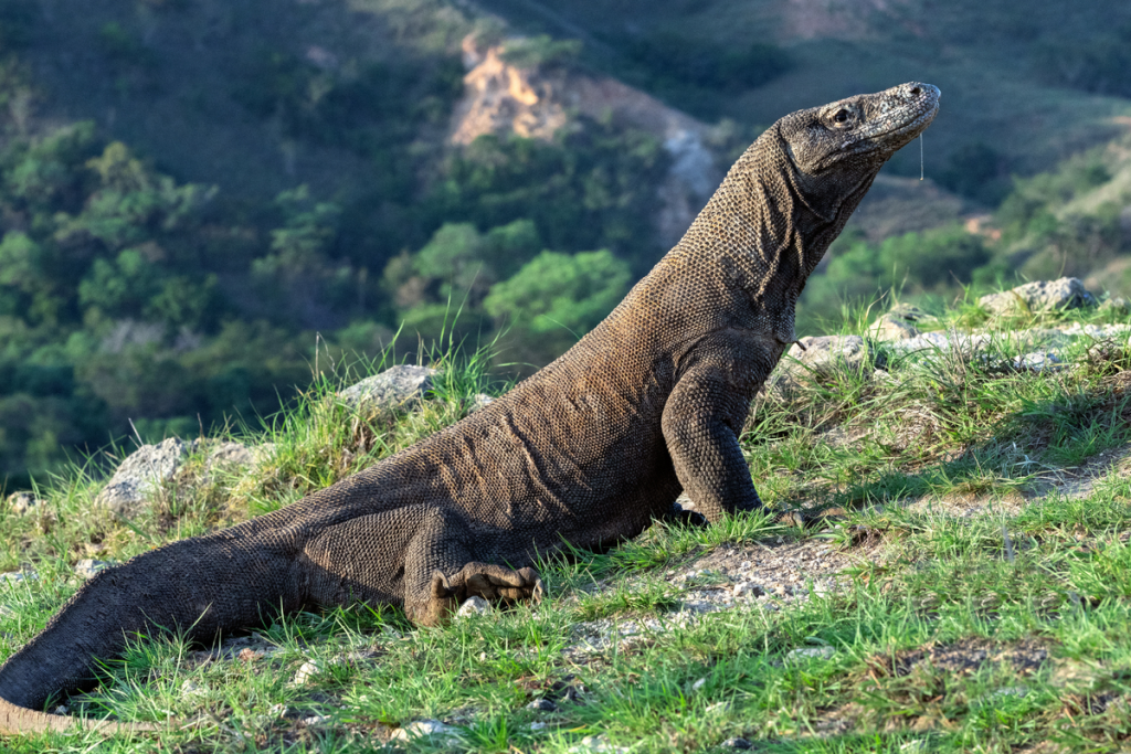 Komodo Hewan Endemik Varanus Komodoensis