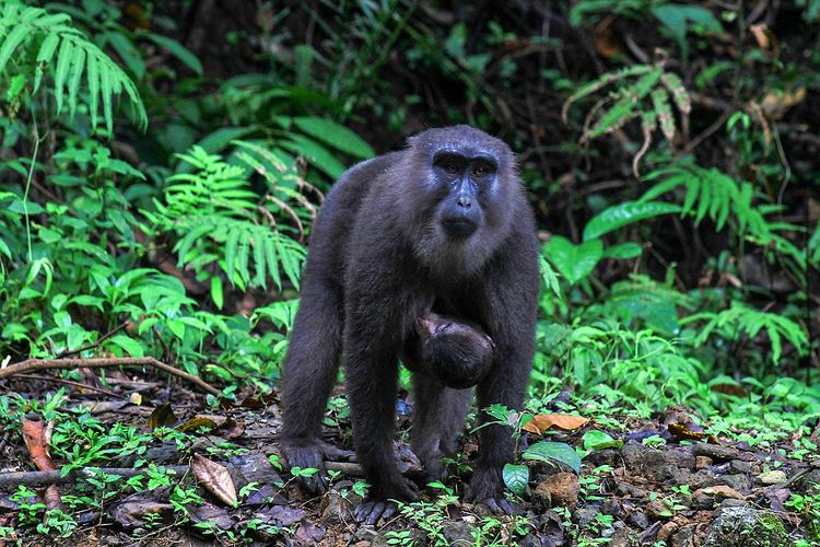 Satwa Monyet Hitam Sulawesi Wolai