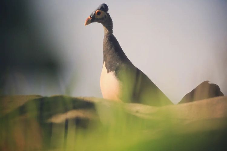 Burung Maleo Hewan Endemik Dari Pulau Sulawesi