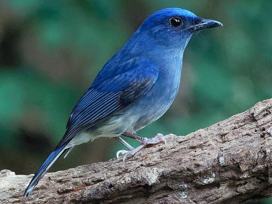 Burung Sikatan Aceh, Hewan Unik Yang Dilindungi