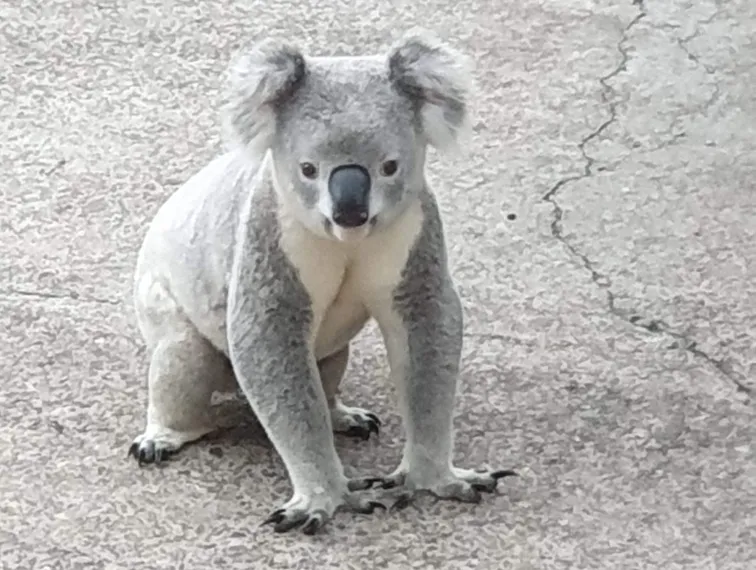 Koala