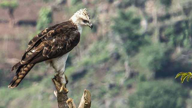 Habitat Elang Flores Yang Terancam Punah