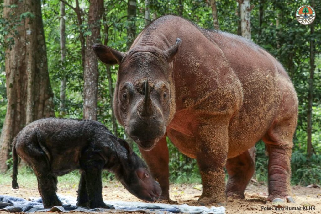 Badak Bercula Dua Mamalia Terbesar Yang Berada Di Sumatera