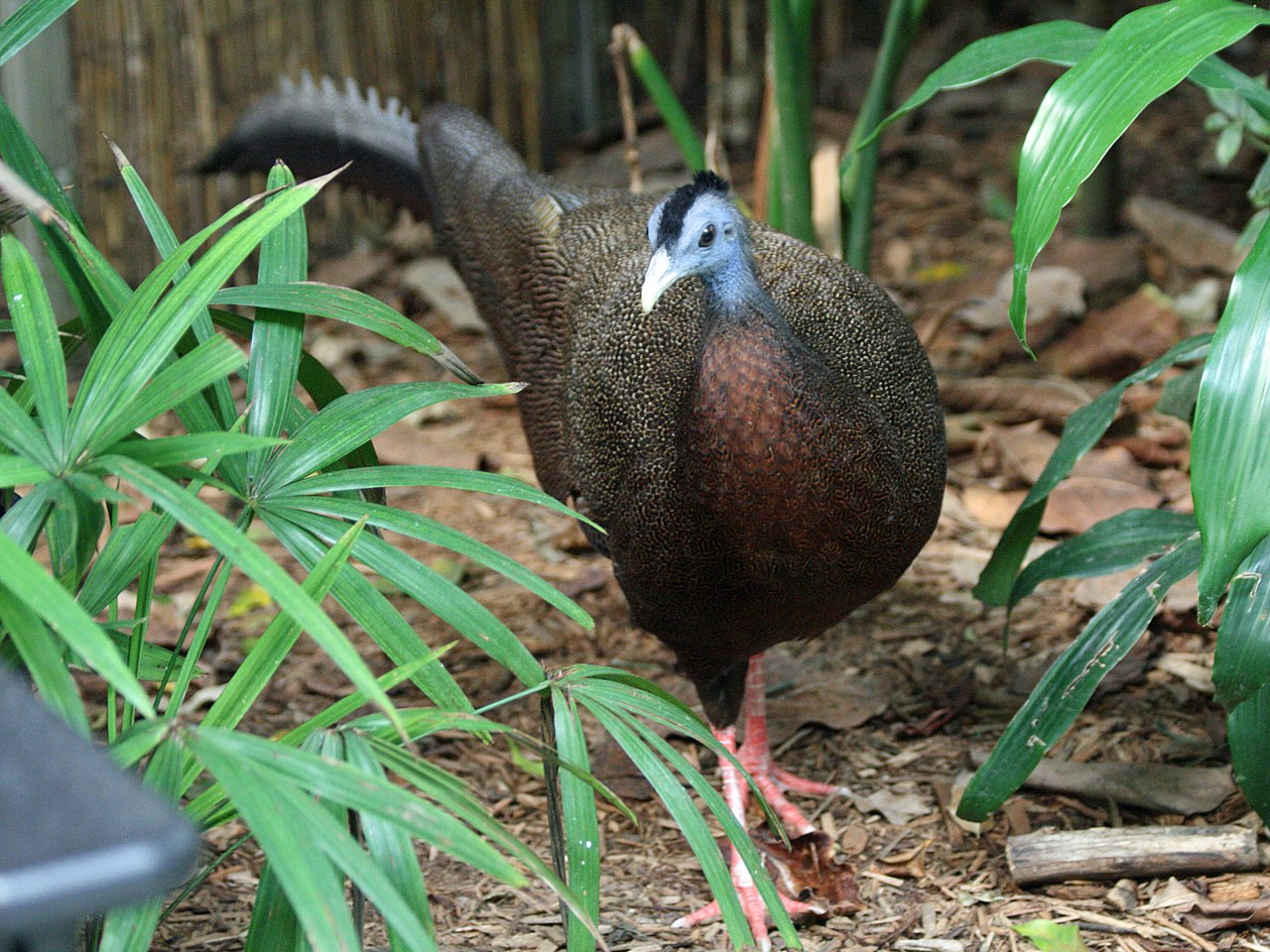 Sepesies burung yang pernah di anggap punah