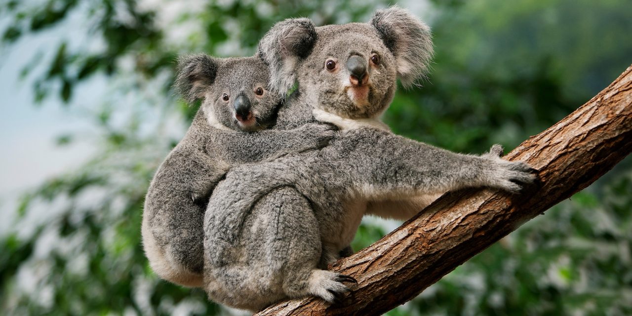 Koala Dan Fakta Unik yang Dimiliki nya