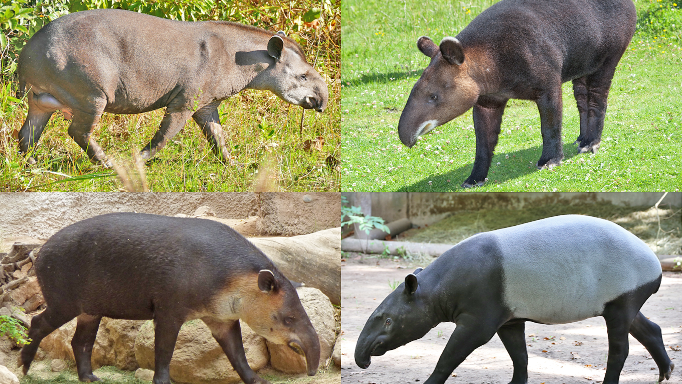 Tapir Hewan Mamalia