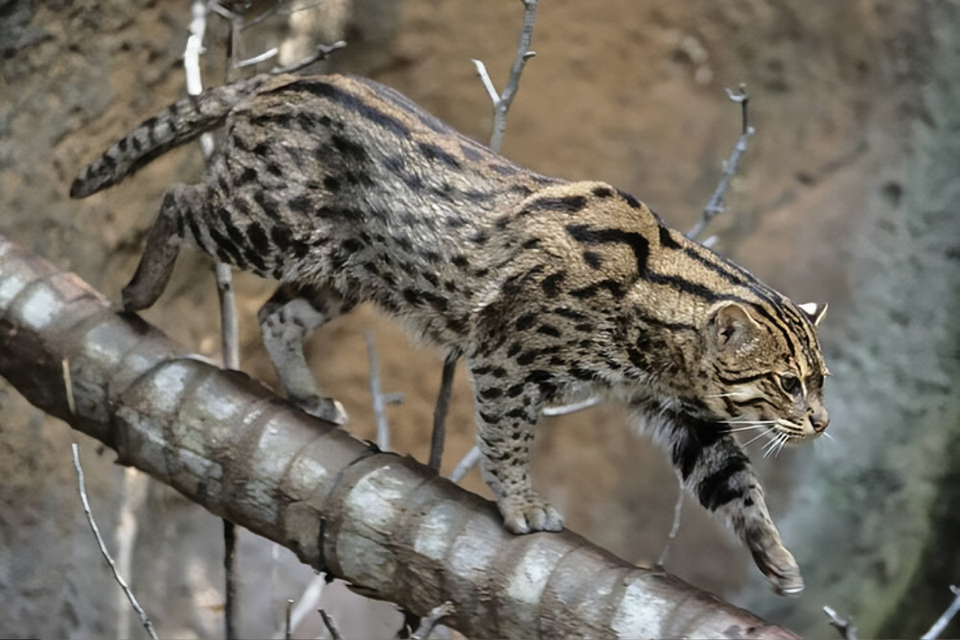 Mengenal Kucing Bakau, Kucing Hutan Langka Di indonesia