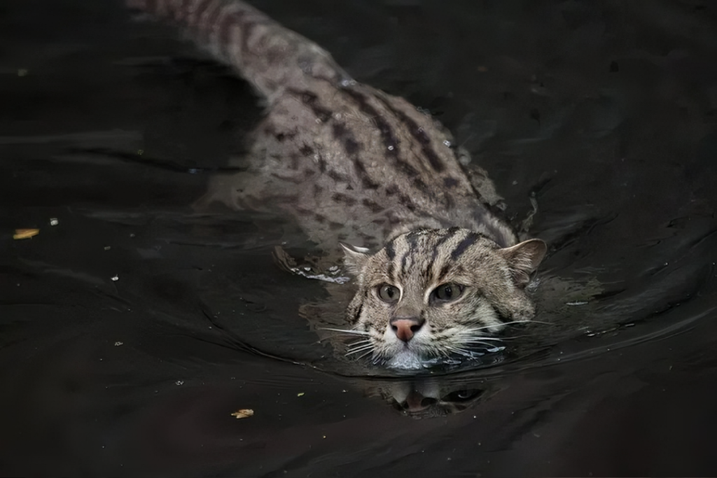 Mengenal Kucing Bakau, Kucing Hutan Langka Di indonesia