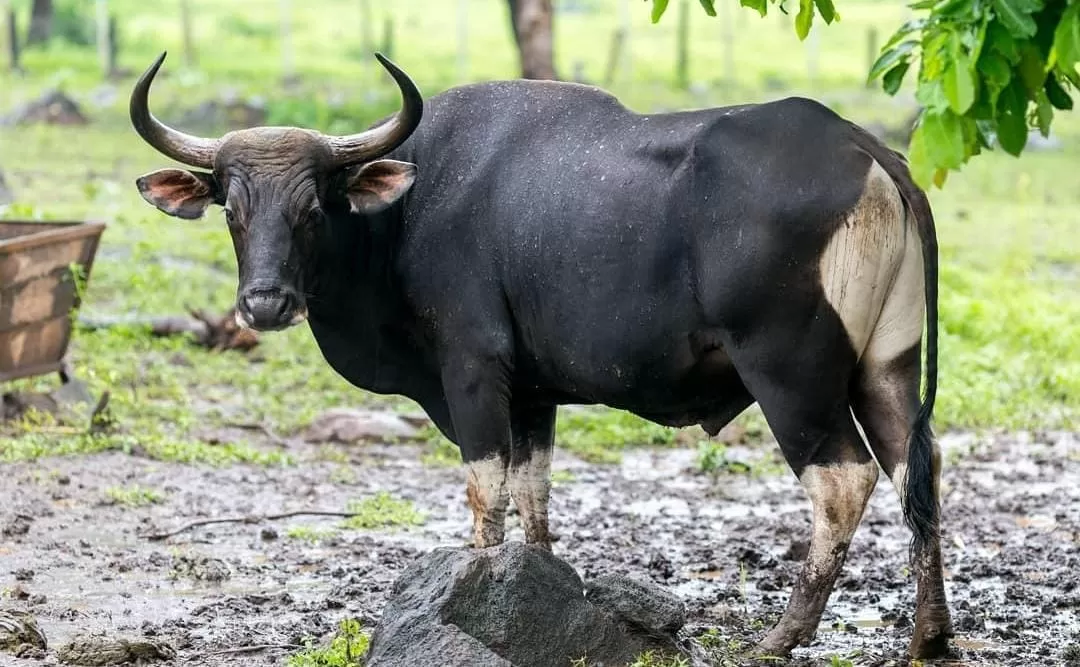 Banteng jawa