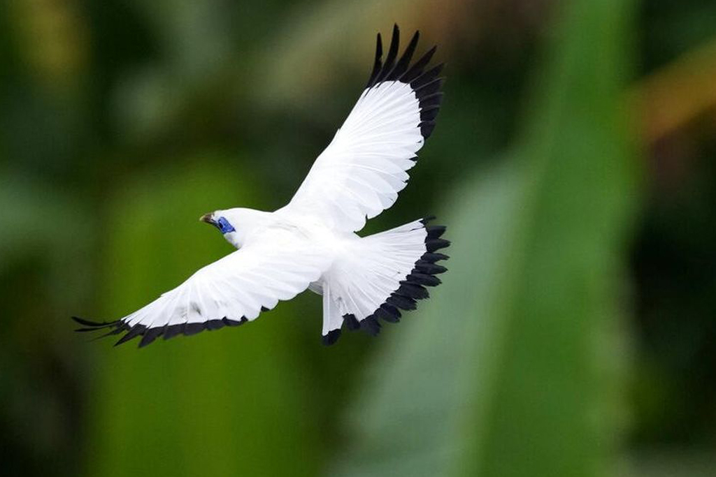 Jalak Bali Burung Endemik Dari Daerah Bali