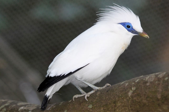 Burung Endemik Dari Daerah Bali