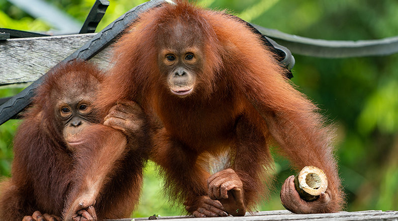 Orang utan Raksasa