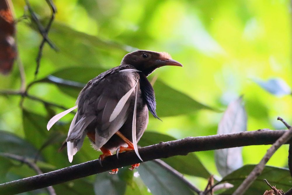 Bidadari Halmahera