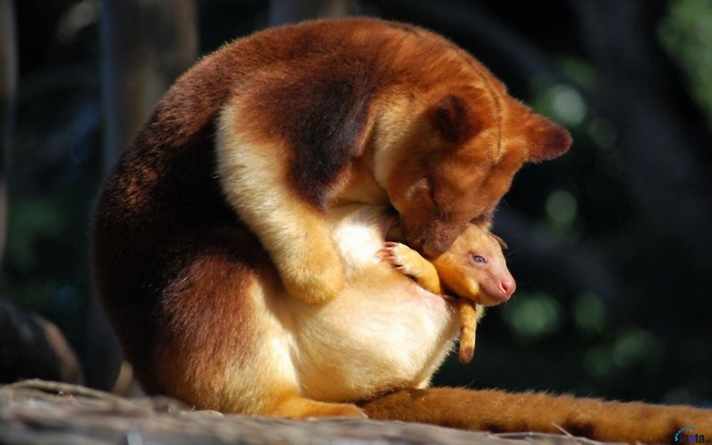 Kanguru Pohon